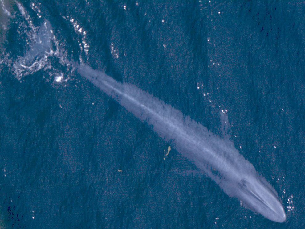 blue whale compared to a human