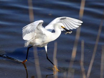Photo: Egret walking with fish in it's mouth.