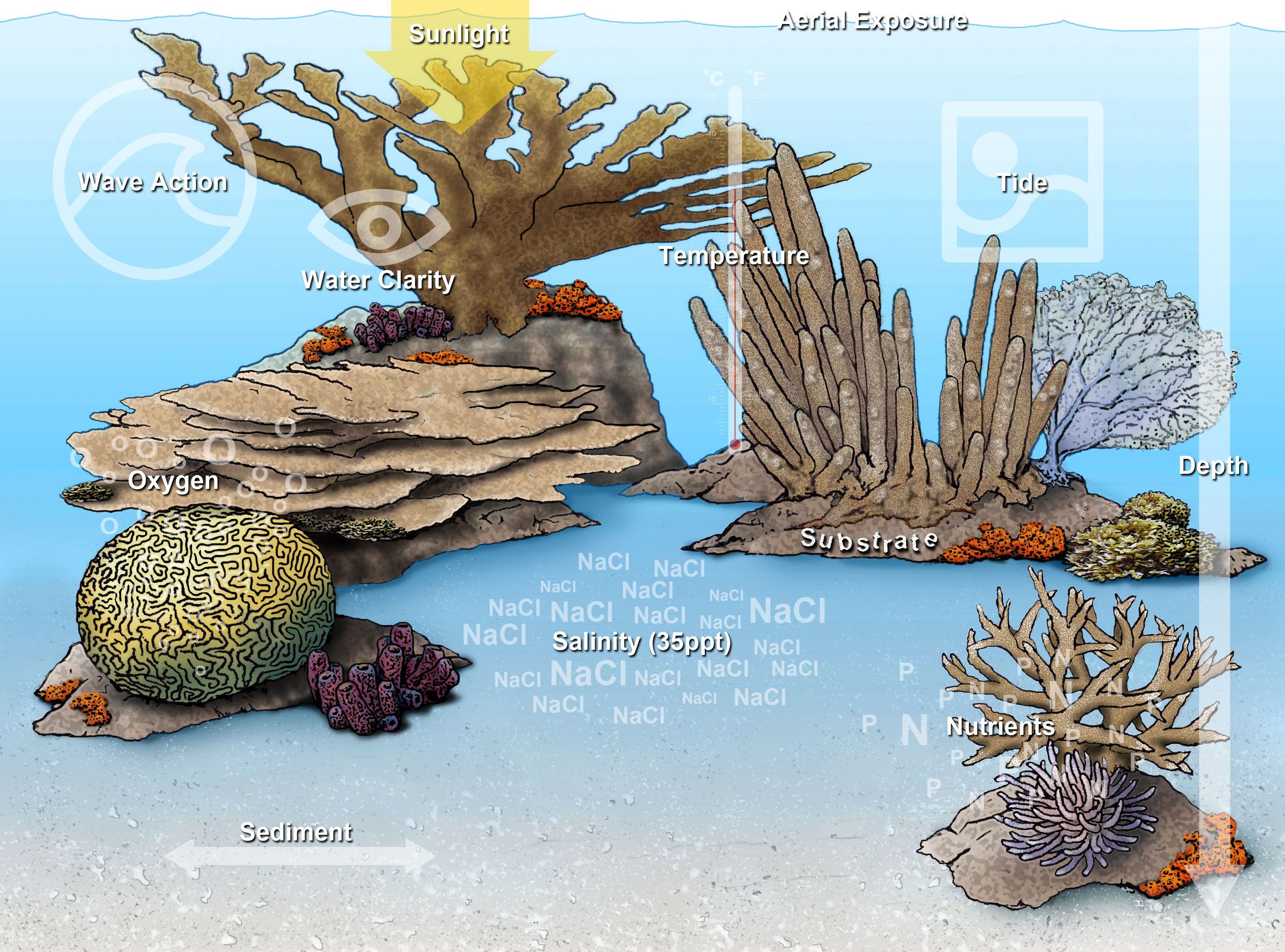 Food Web Chart Maker