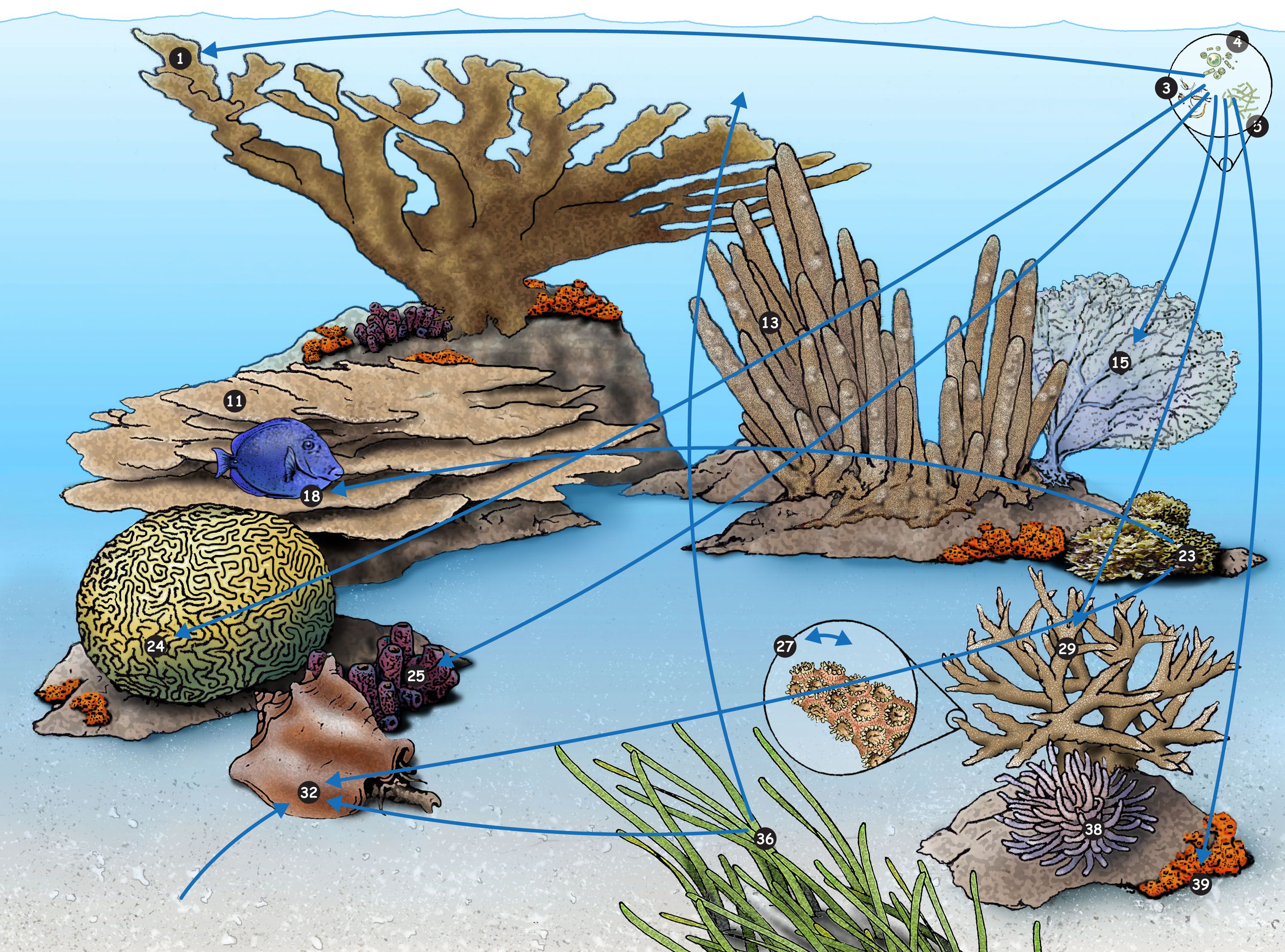 Coral Reef Food Web, Food Web, Coral Reef 3BF