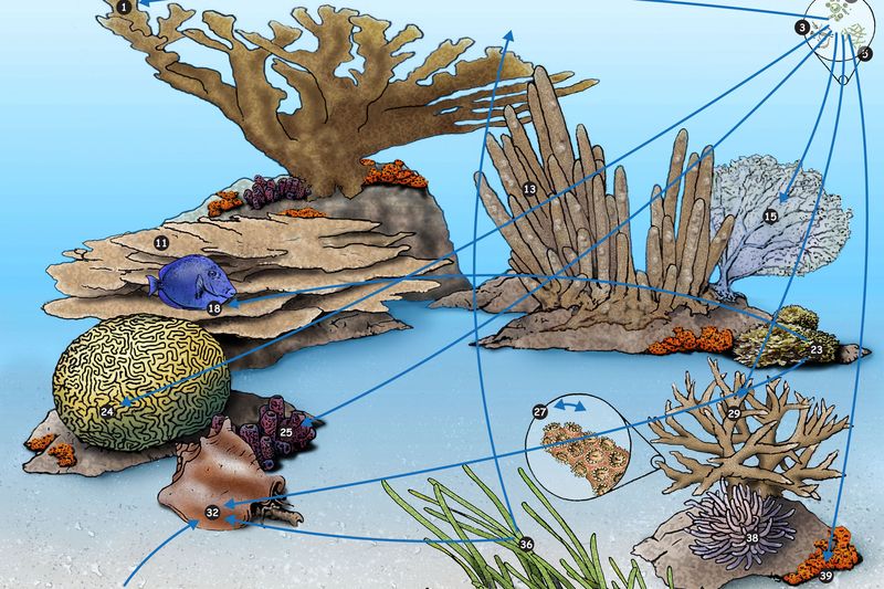 Food Chains And Webs National Geographic Society