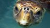 Loggerhead turtles are the most common species of sea turtle found in U.S. waters.