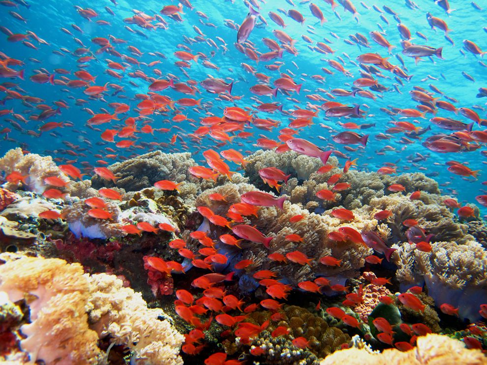 Fiji Reef Fish Chart