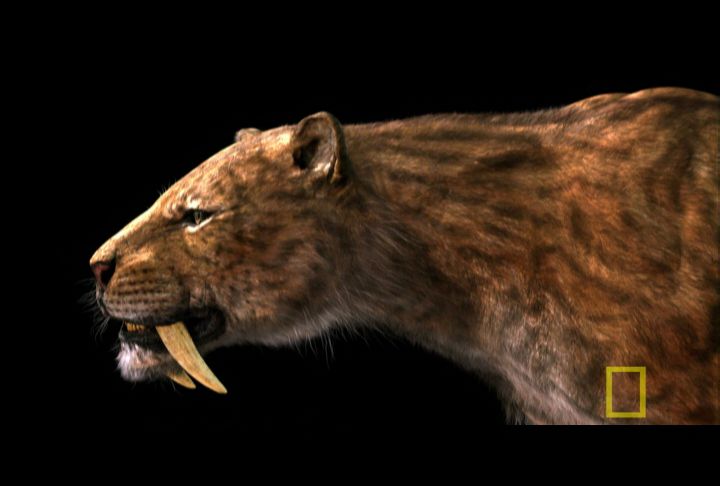 Sabertooth | National Geographic Society