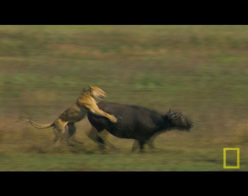 Blive kold sponsor Velkendt Buffalo v. Lions | National Geographic Society