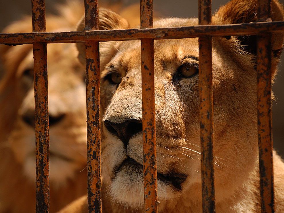 animal captivity in zoos