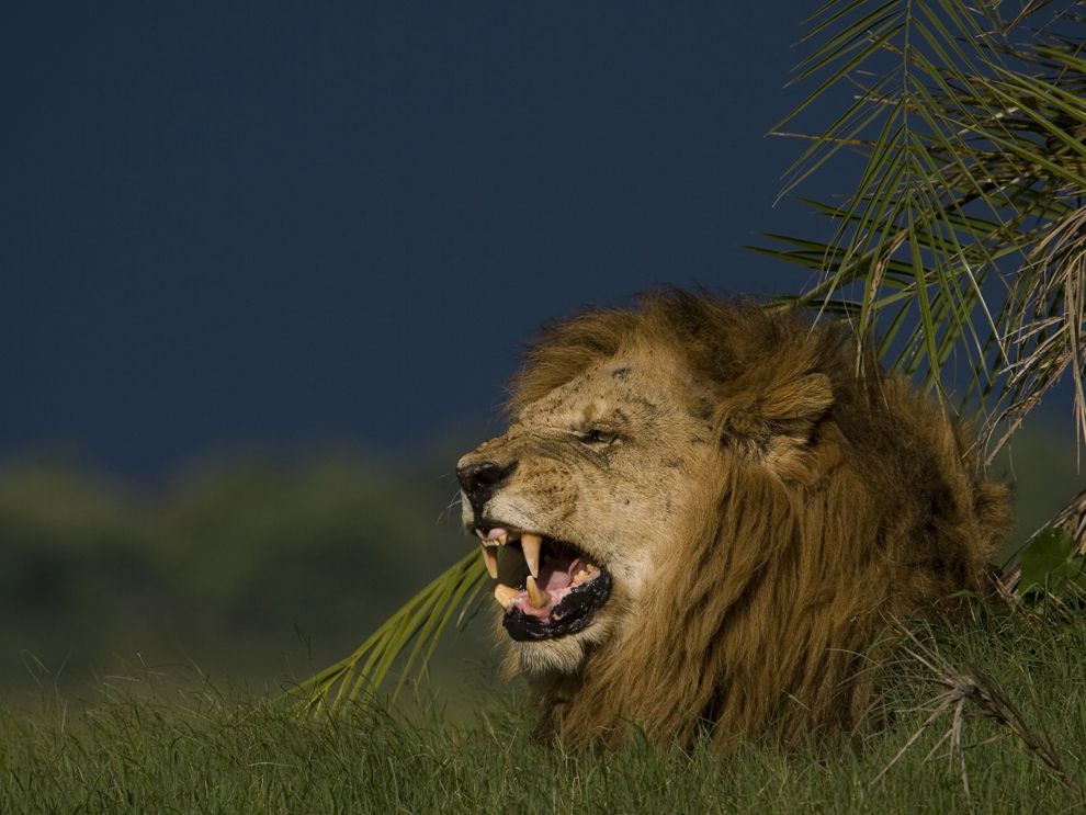 sharp teeth animals