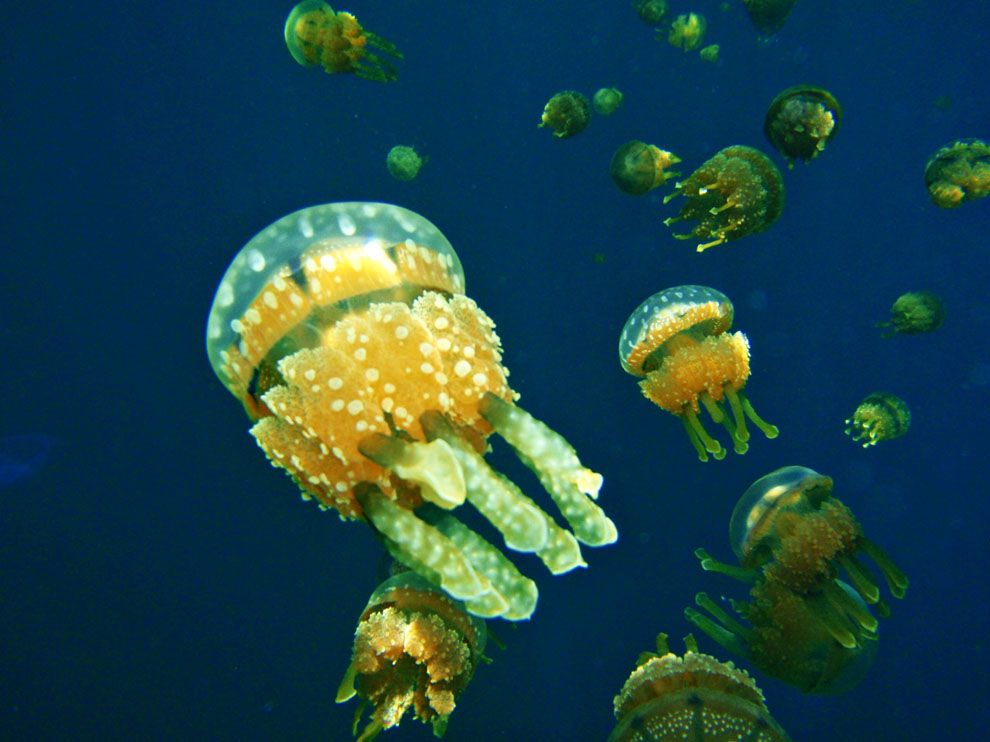 White Spotted Jellies National Geographic Society