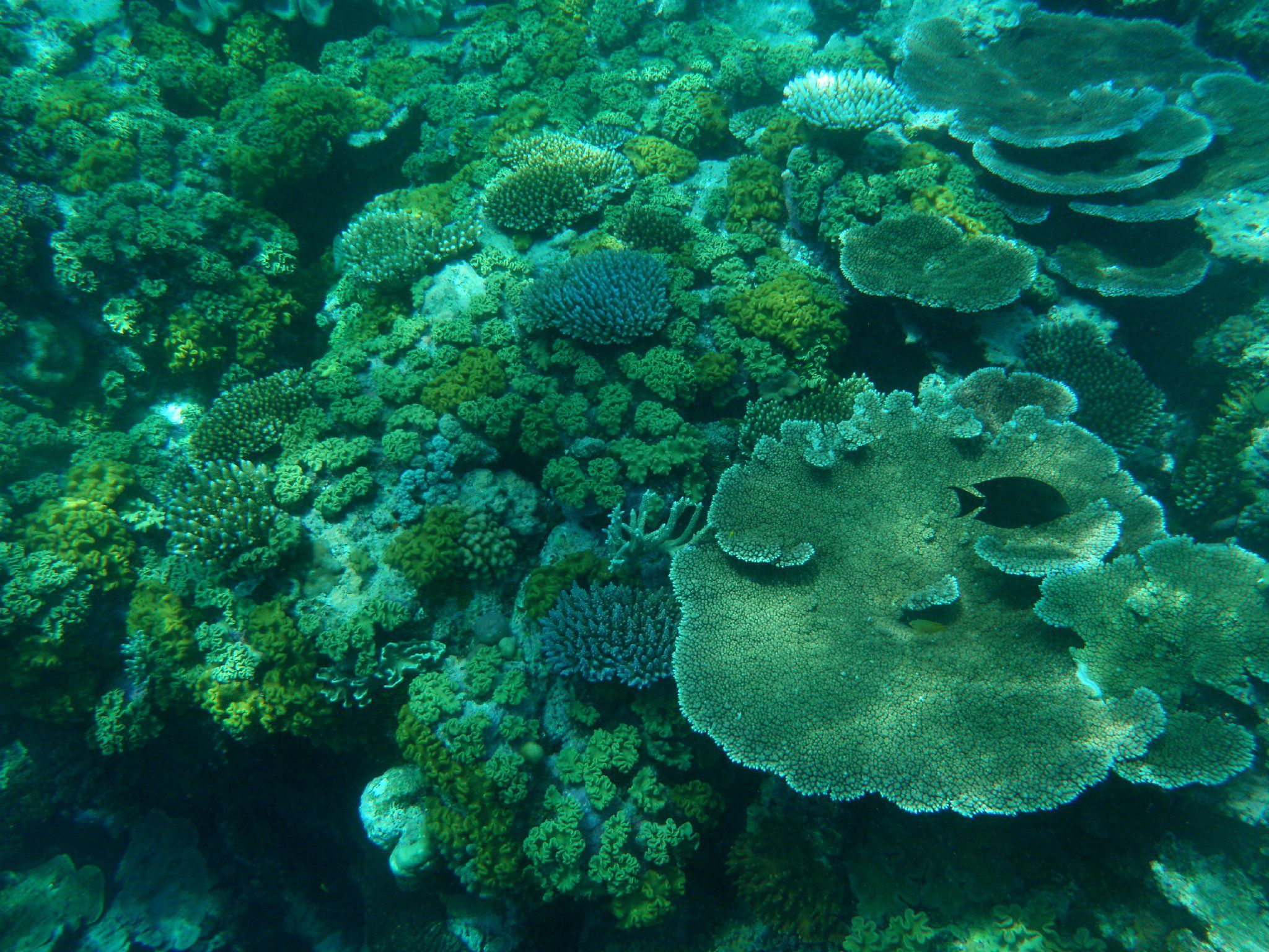 Ocean Coral Reef Biome