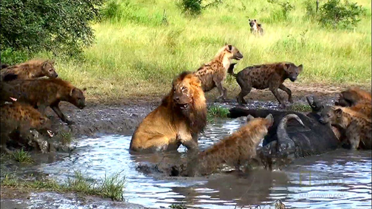 Lions vs. Hyenas: Competing Interests