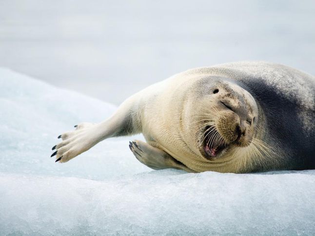 Bearded Seal 