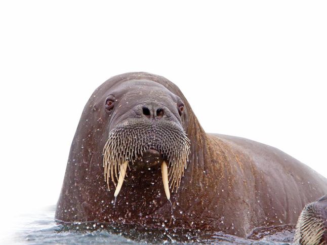 Adult Male Walrus