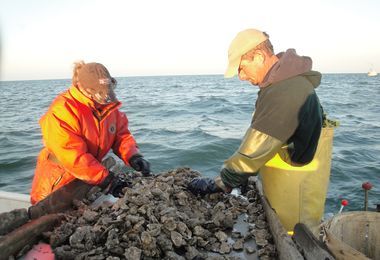 frshwater oyster spat