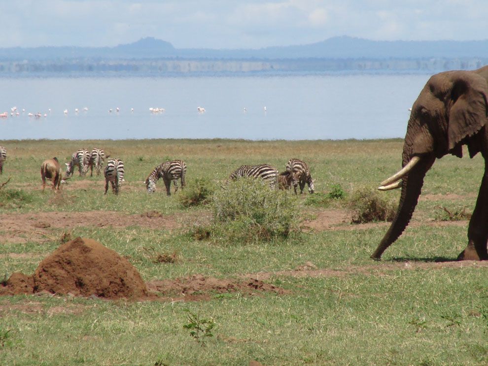 African Savanna Community Web National Geographic Society