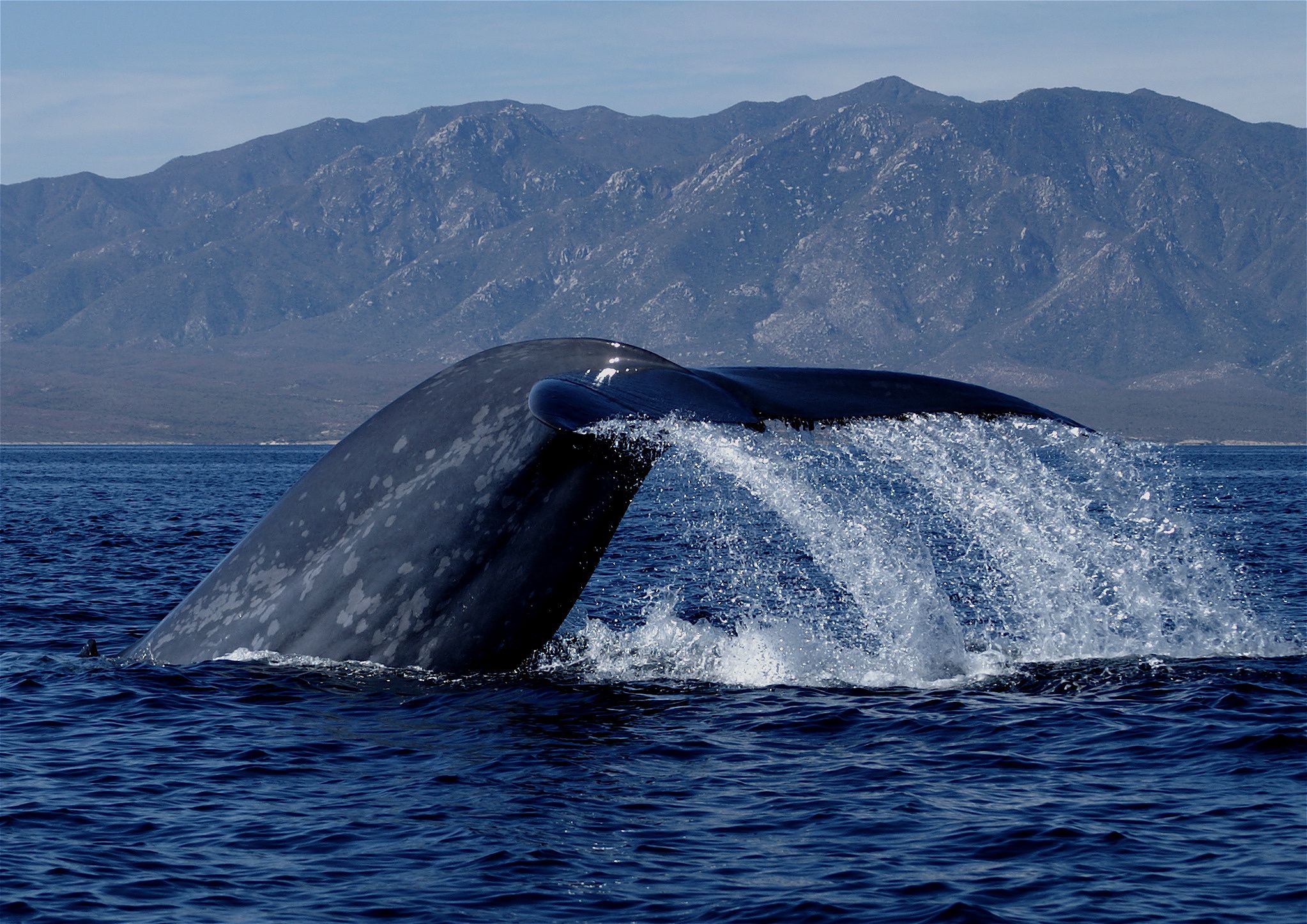 Mapping Blue Whale Migration | National Geographic Society