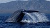 A blue whale dives down in the Sea of Cortez in Mexico. Blue whales are the largest animals ever known to have lived on Earth. Adults can grow to be 25 to 32 meters (82 to 105 feet) long and can weigh up to 181, 437 kilograms (200 tons). Their hearts alone can weigh as much as an automobile.