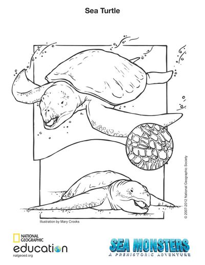 Download 204+ Animal Coloring Pages National Geographic PNG PDF File