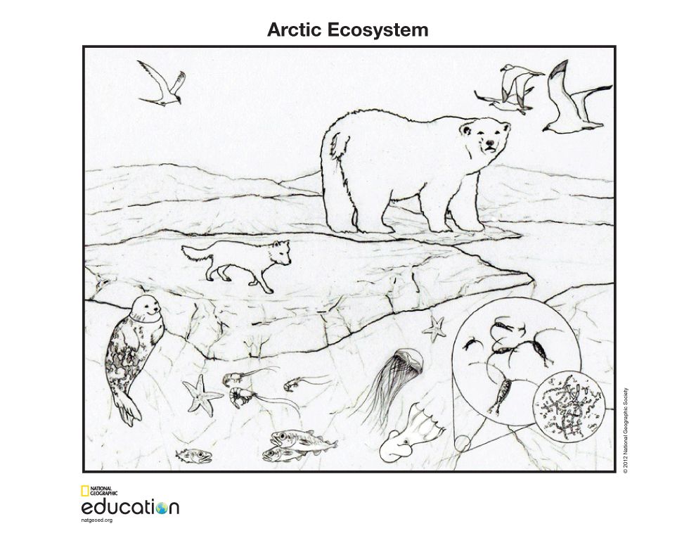 Arctic Ecosystem National Geographic Society