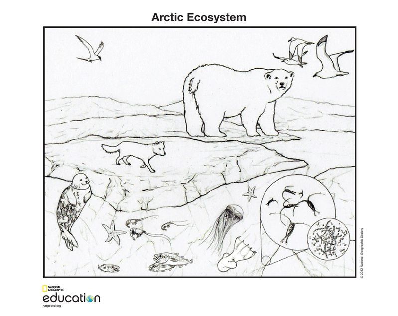 7200 Top Coloring Pages Ecosystem Animals For Free