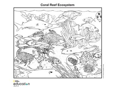 Coloring Pages | National Geographic Society