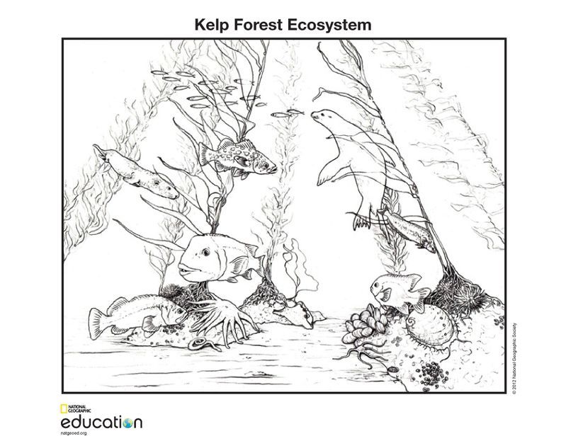 7200 Top Coloring Pages Ecosystem Animals For Free