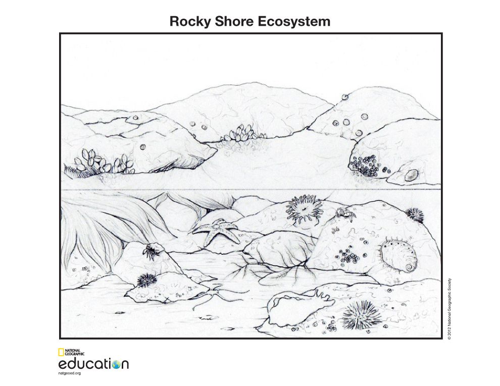 ocean ecosystem coloring pages free - photo #22