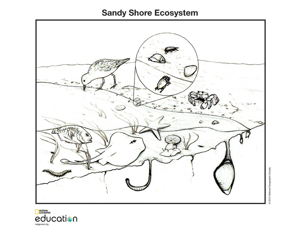 Sandy Shore Ecosystem | National Geographic Society