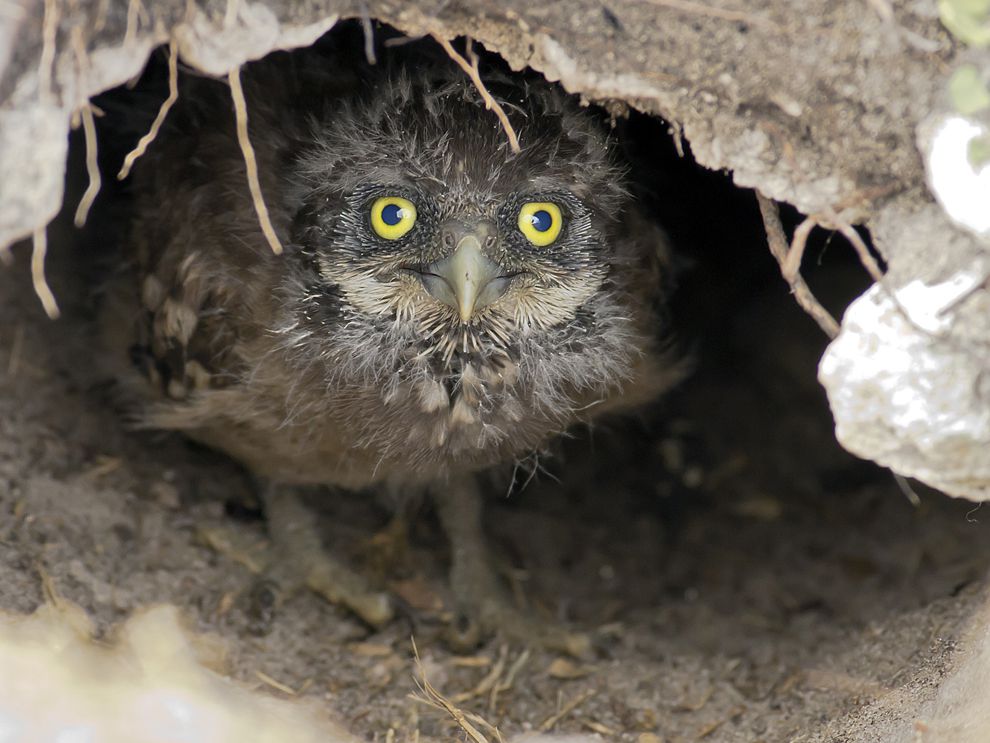 burrow | National Geographic Society