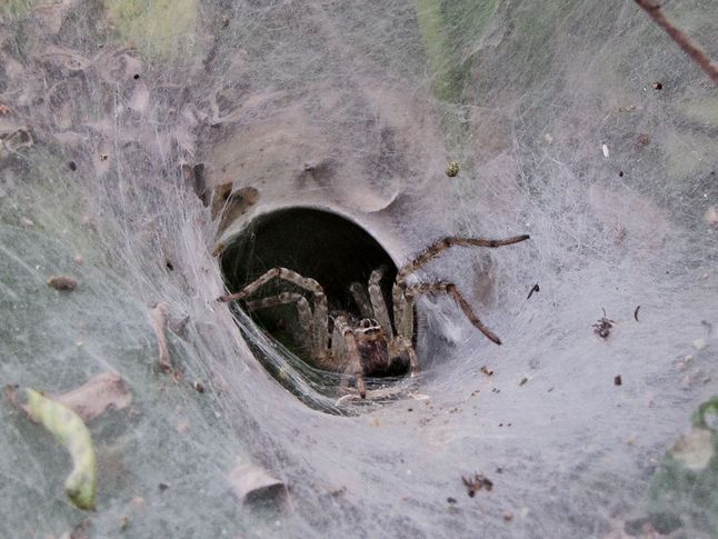 sydney funnel web spider predators