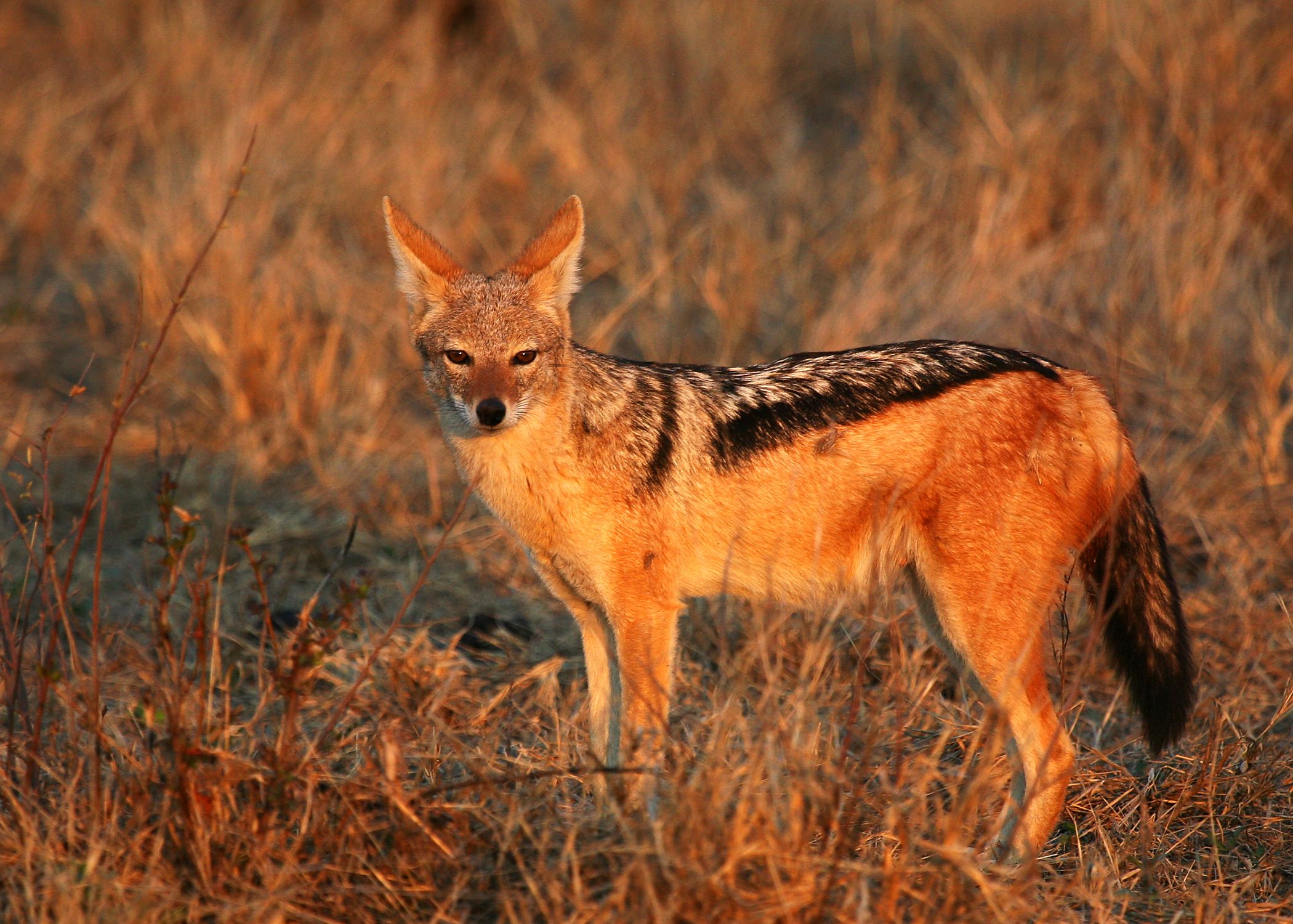 Jackal - National Geographic Society