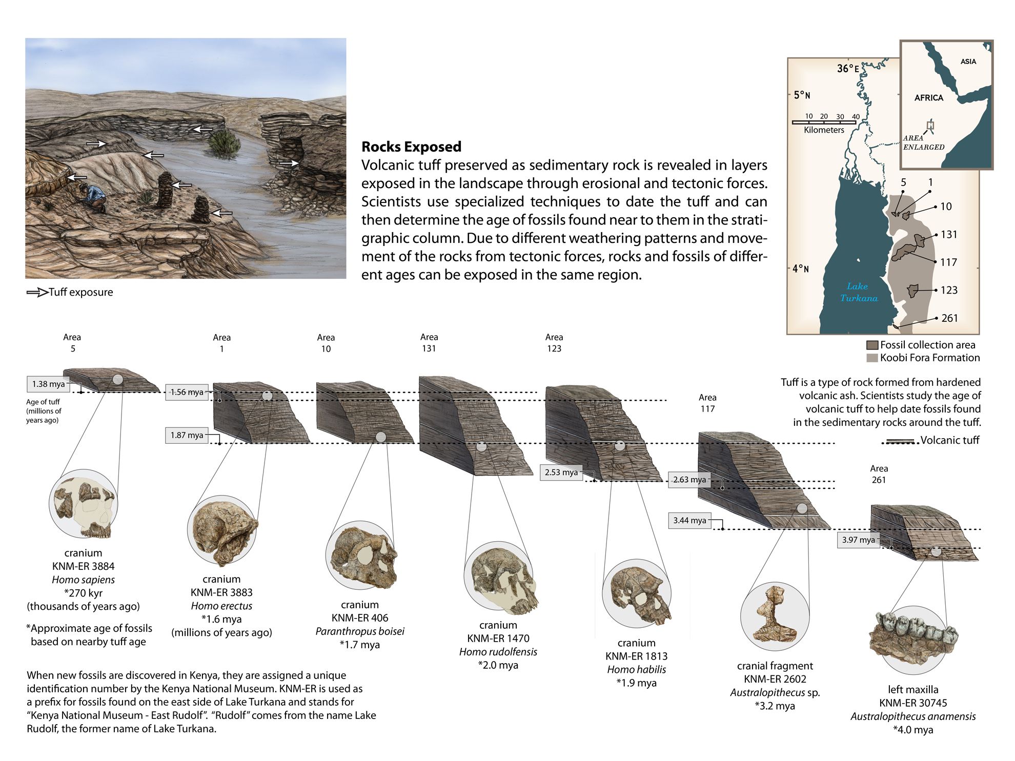 new york radiocarbon dating of fossils