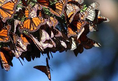 monarch butterfly migration national geographic