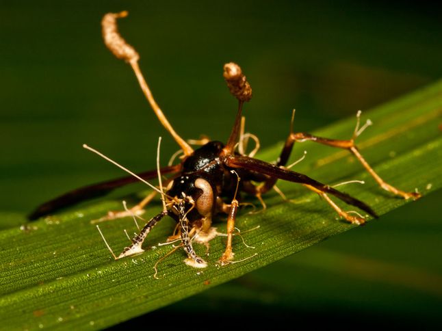 apply r online r b Geographic Cordyceps National  Fungus Society