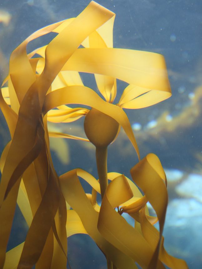 Bull Kelp | National Geographic Society