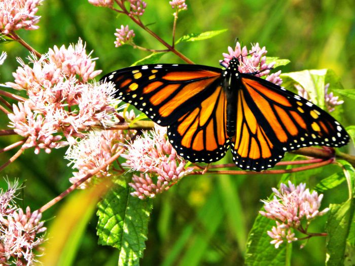Picture of brightly colored Monarch Butterfly. 