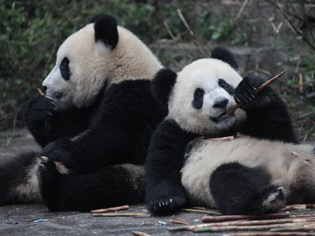 Two Pandas - National Geographic Society
