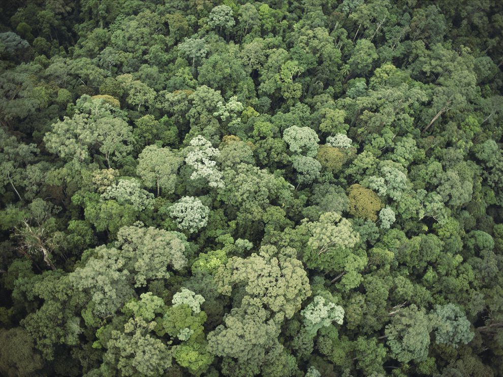 Borneo'nun kalın tropik yağmur ormanlarındaki bu ağaçlar gibi üreticiler, güneş enerjisini (güneş ışığı) ve karbondioksiti temel besinlere dönüştürmek için fotosentezi kullanır.  Bitkiler ve diğer fotosentez yapan organizmalar, besin ağının geri kalanını destekler.