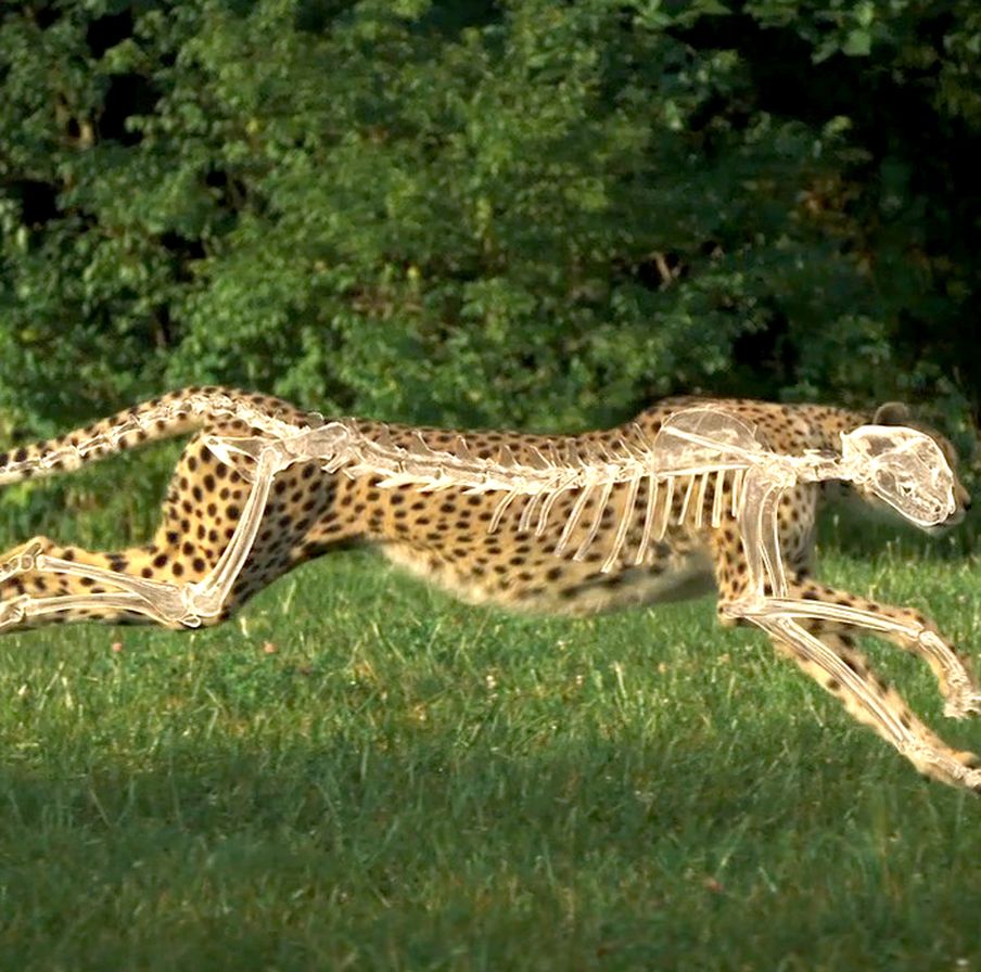 Гепард скорость. НОЦЕНС Cheetah. Skeleton Asiatic Cheetah. Cheetah soc f1scupcsocx. ￼ Cheetah ￼ Buffalo ￼ Kangaroo.