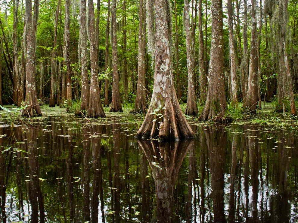 bayou-national-geographic-society