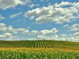 Picture of corn neatly arranged in rows in a field. 