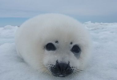 Seals Versus Sea Lions | National Geographic Society