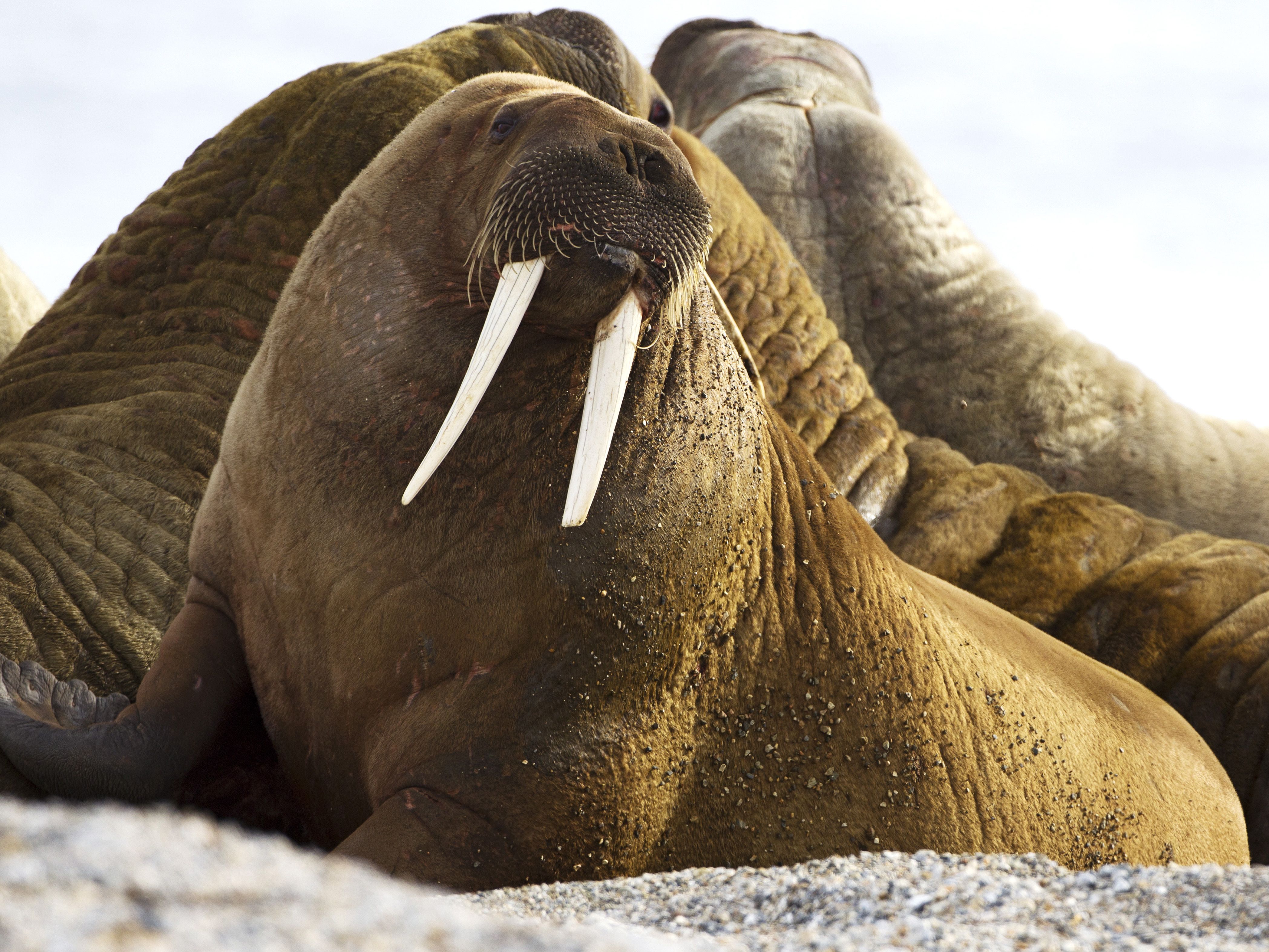 Walrus National Geographic Society