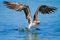 Blue-Footed Booby