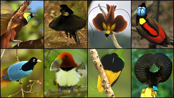 Birds of Paradise | National Geographic Society