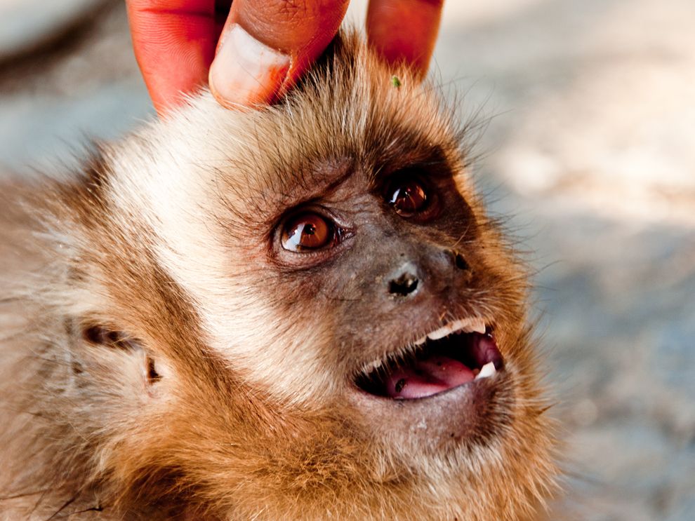 redbridge library monkey video