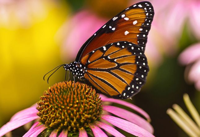 monarch-butterfly-national-geographic-society