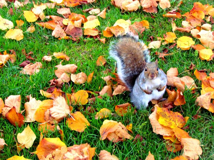 Photograph of a squirrel on grass surrounded by autumn leaves.