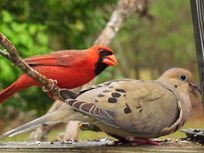 Picture of a mourning dove and a cardinal. 