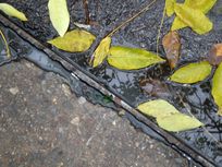 Picture of leaves in a puddle. 