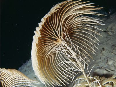 Photo. Deep sea animal.